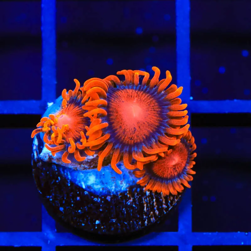 Bam Bam Zoanthid Coral