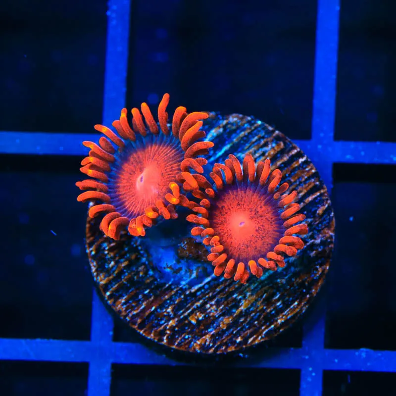 Bam Bam Zoanthid Coral