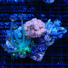 Combo Rainbow Goniopora Coral