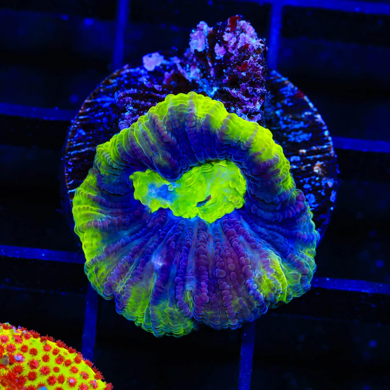 Dragon Spirit Favia Coral