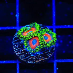 ECC Eagle Eye Zoanthids Coral