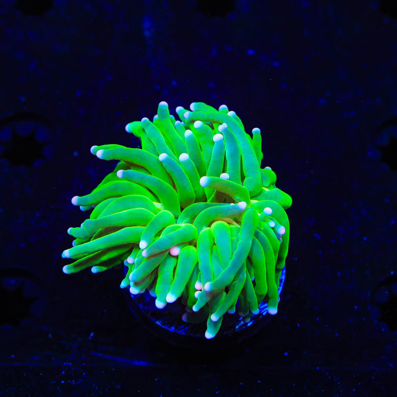 Pink Tip Torch Coral