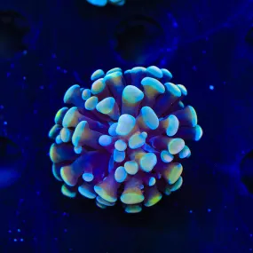 Rainbow Tiger Hammer Coral