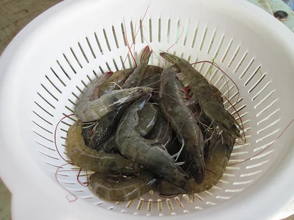 Raising Shrimp: The Future of America’s Favorite Seafood