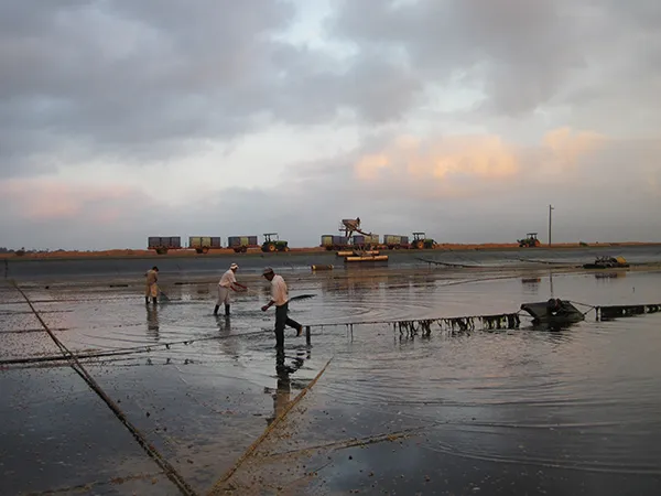 Raising Shrimp: The Future of America’s Favorite Seafood