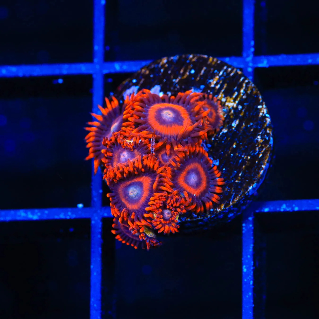 Safecracker Zoanthids Coral