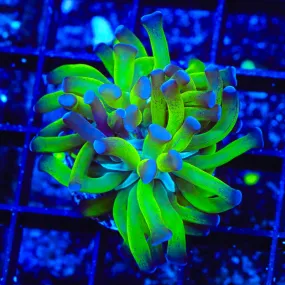 Splatter Stalk Hammer Coral