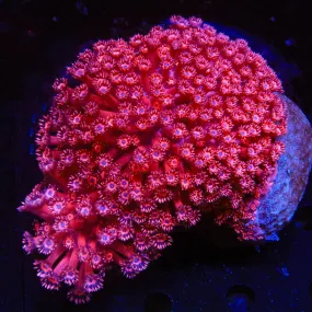 Strawberry Goniopora Colony Coral