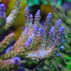 TSA Fantasy Island Acropora Coral