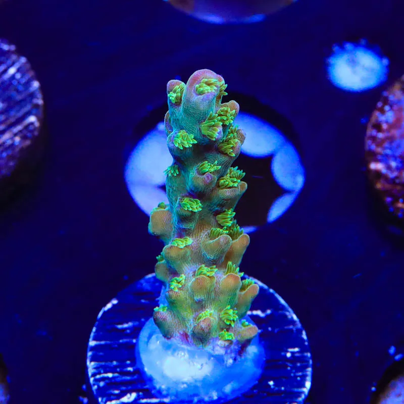 TSA Fantasy Island Acropora Coral