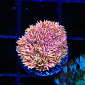 TSA Flame Burst Goniopora Coral