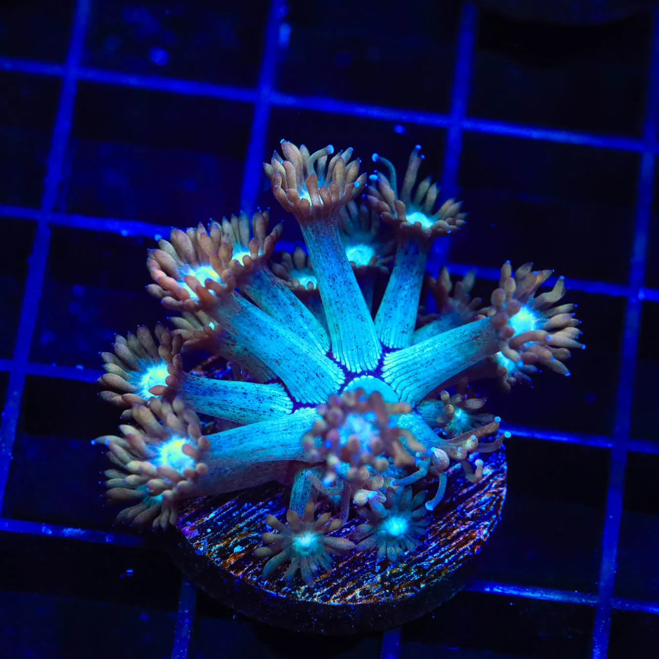 TSA Genie Goniopora Coral