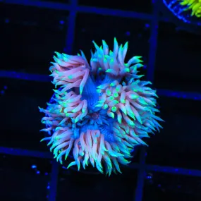 TSA Glow Tip Goniopora Coral