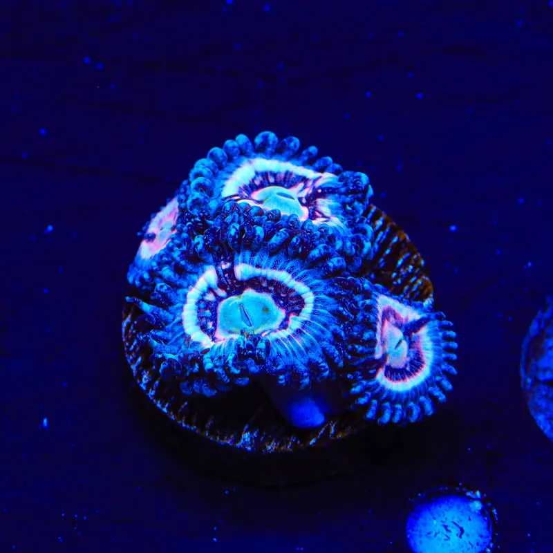 TSA Helter Skelter Zoanthids Coral