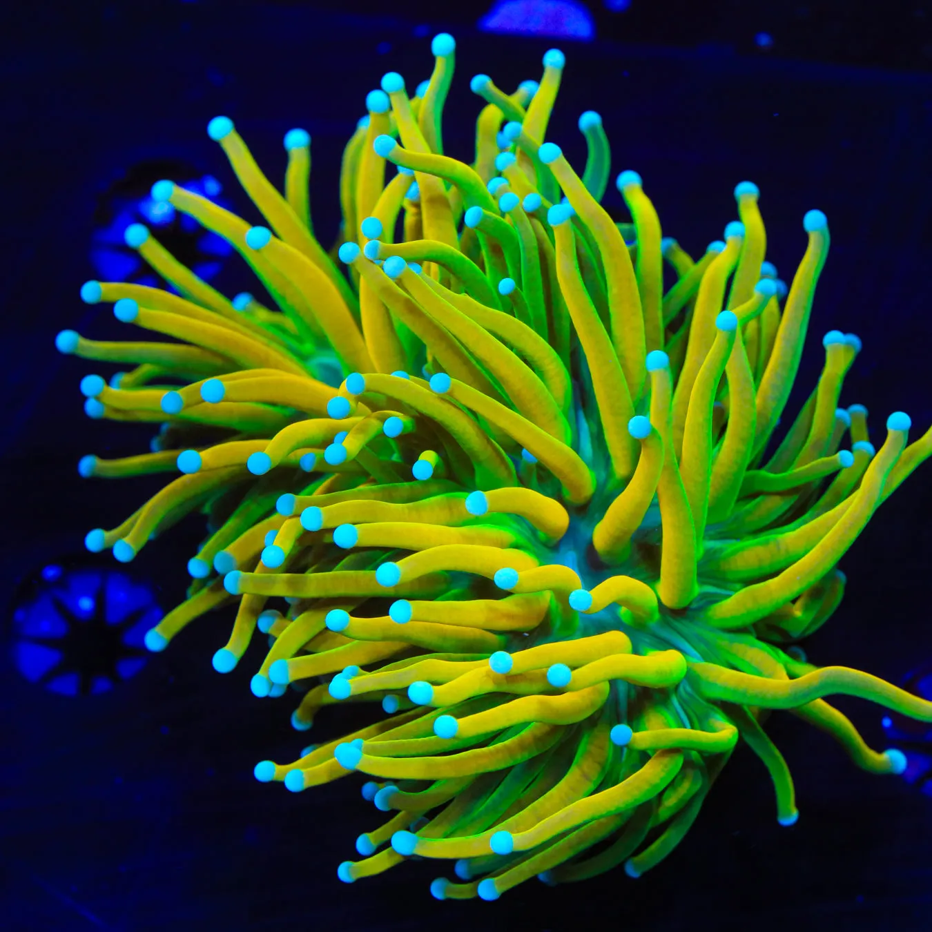 TSA Holy Grail Torch Coral Multi Head