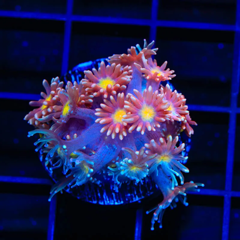 TSA Hot Ember Goniopora Coral