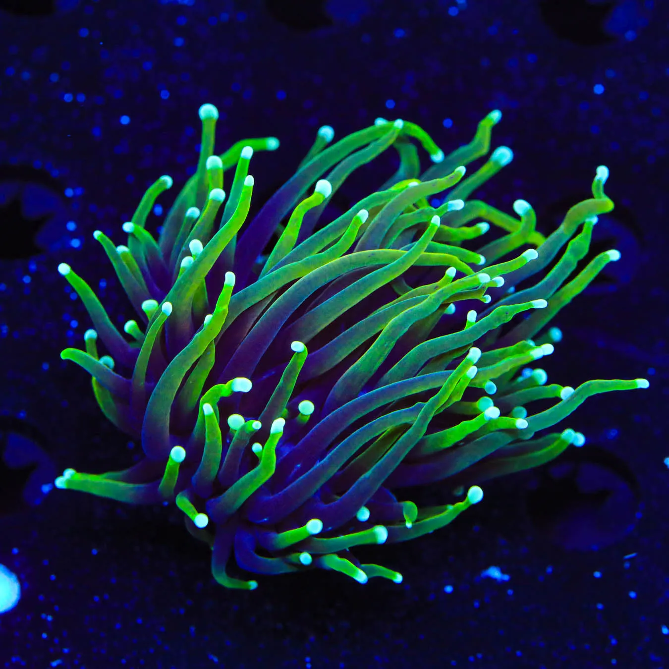 TSA Hulk Torch Coral