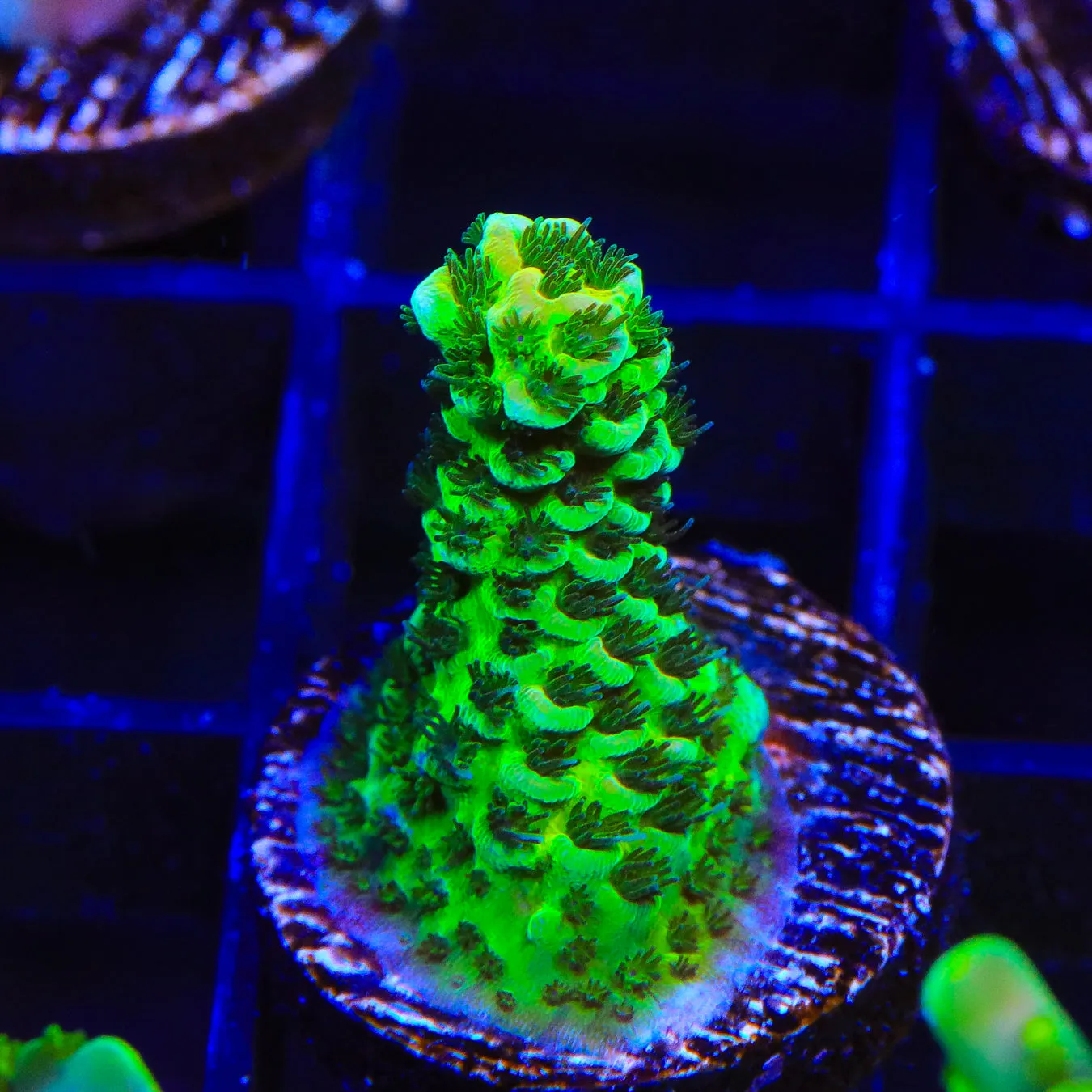 TSA Mr. Mean Acropora Coral