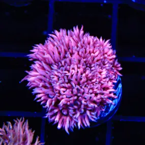 TSA Pink Panther Goniopora Coral