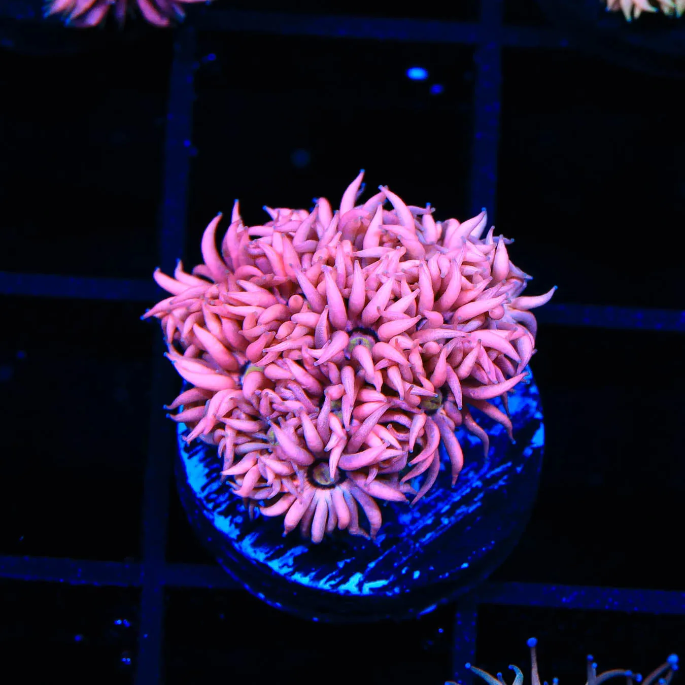 TSA Pink Passion Goniopora Coral