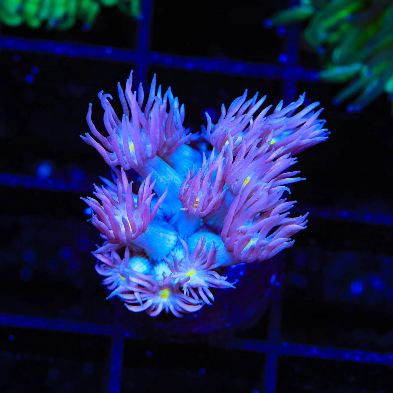 TSA Pinurple Goniopora Coral