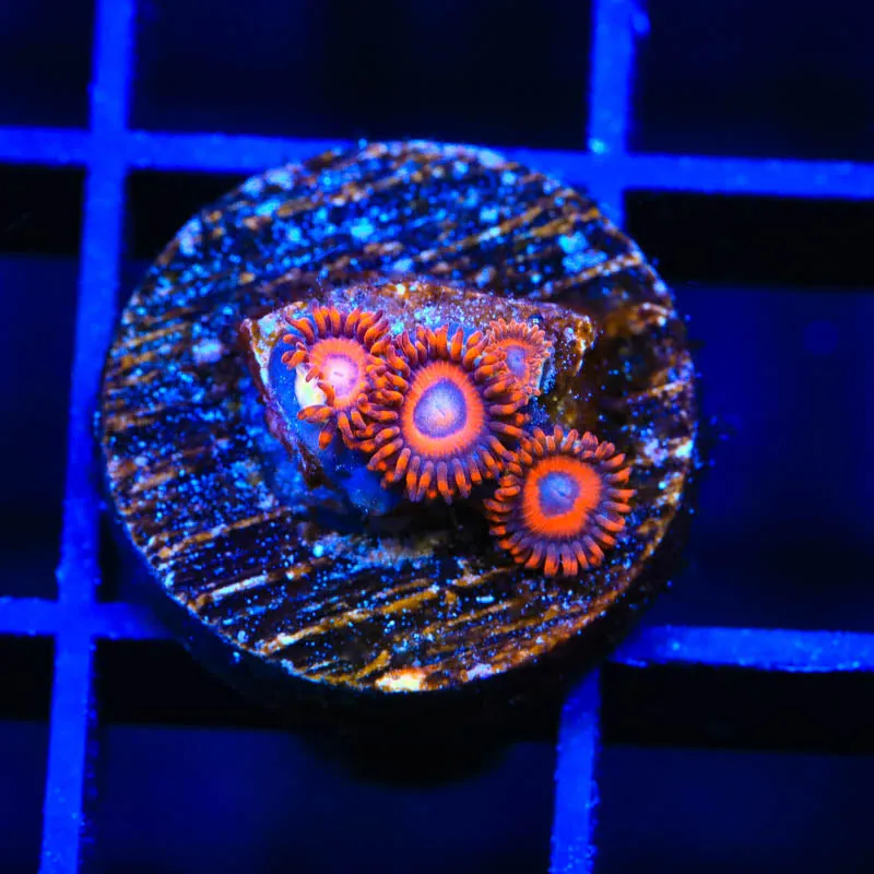 TSA Safe Cracker Zoanthids Coral