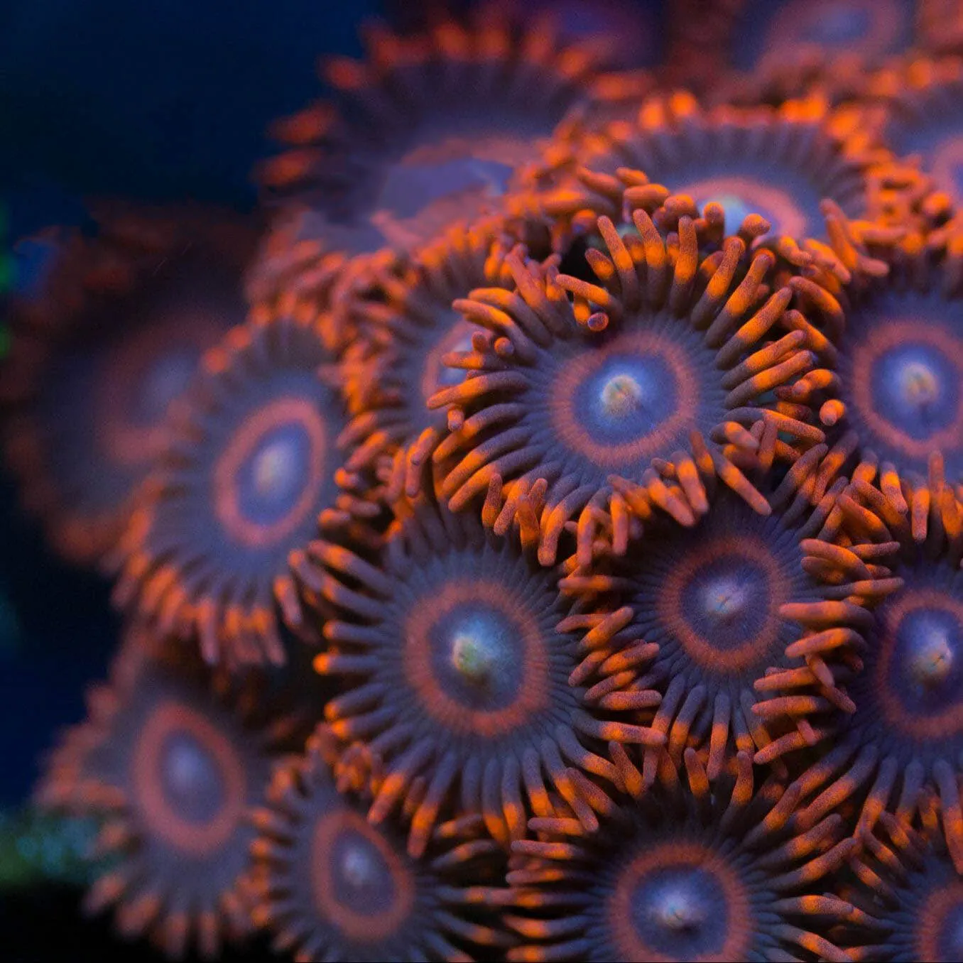 TSA Safe Cracker Zoanthids Coral