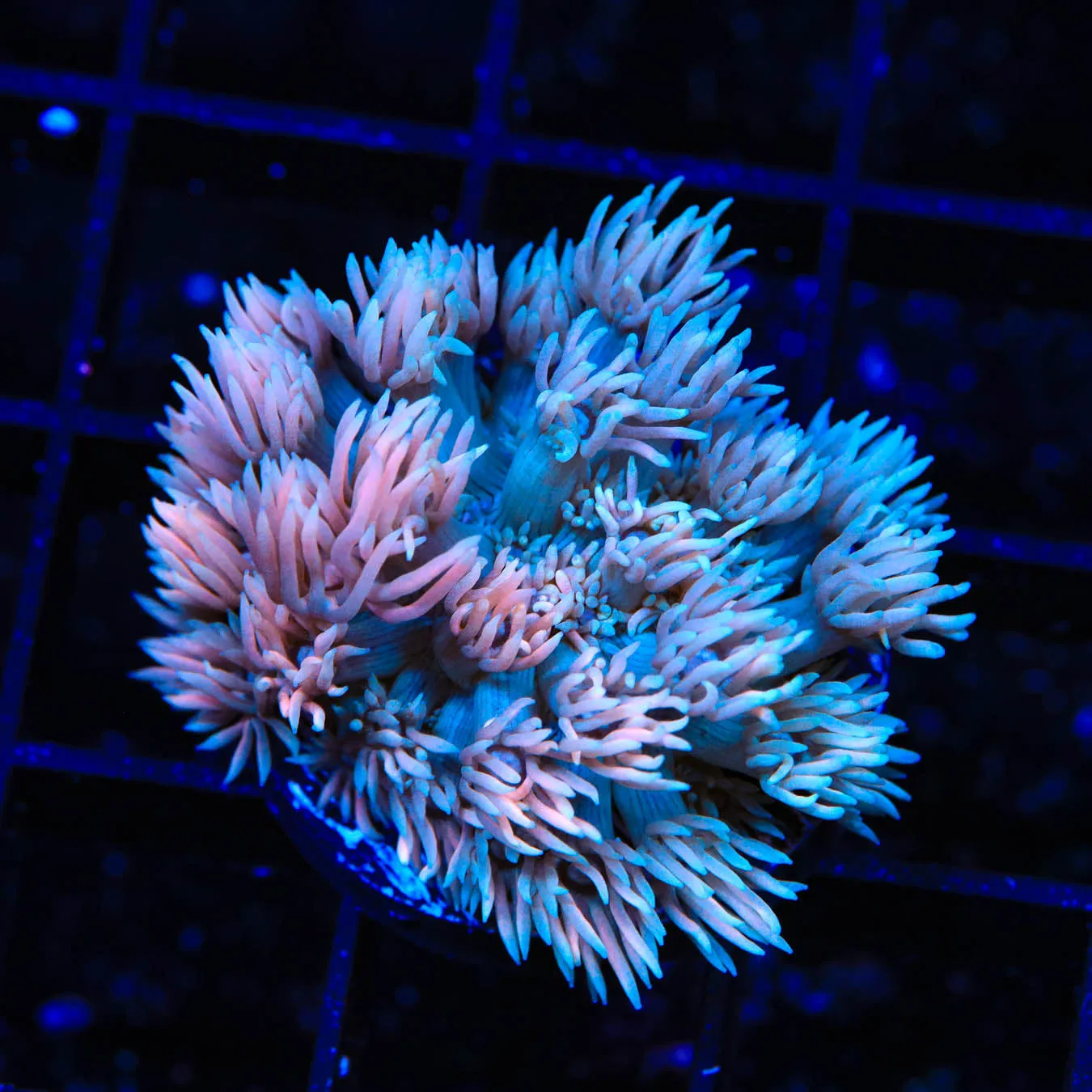 TSA Shimmer Goniopora Coral