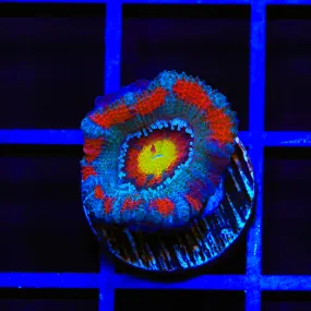 TSA Solar Blast Acan Coral