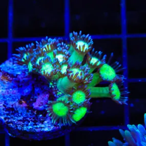 TSA Sparkle Goniopora Coral