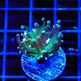 TSA Splatter Stalk Frogspawn Coral