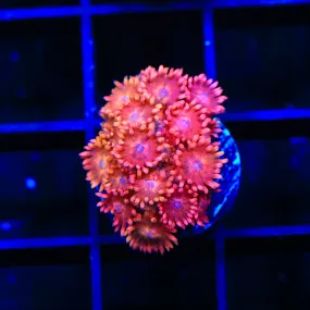 TSA Strawberry Rain Goniopora Coral - BYR