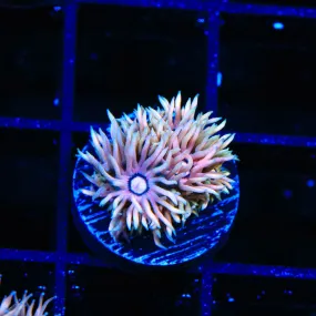 TSA Wanderer Goniopora Coral