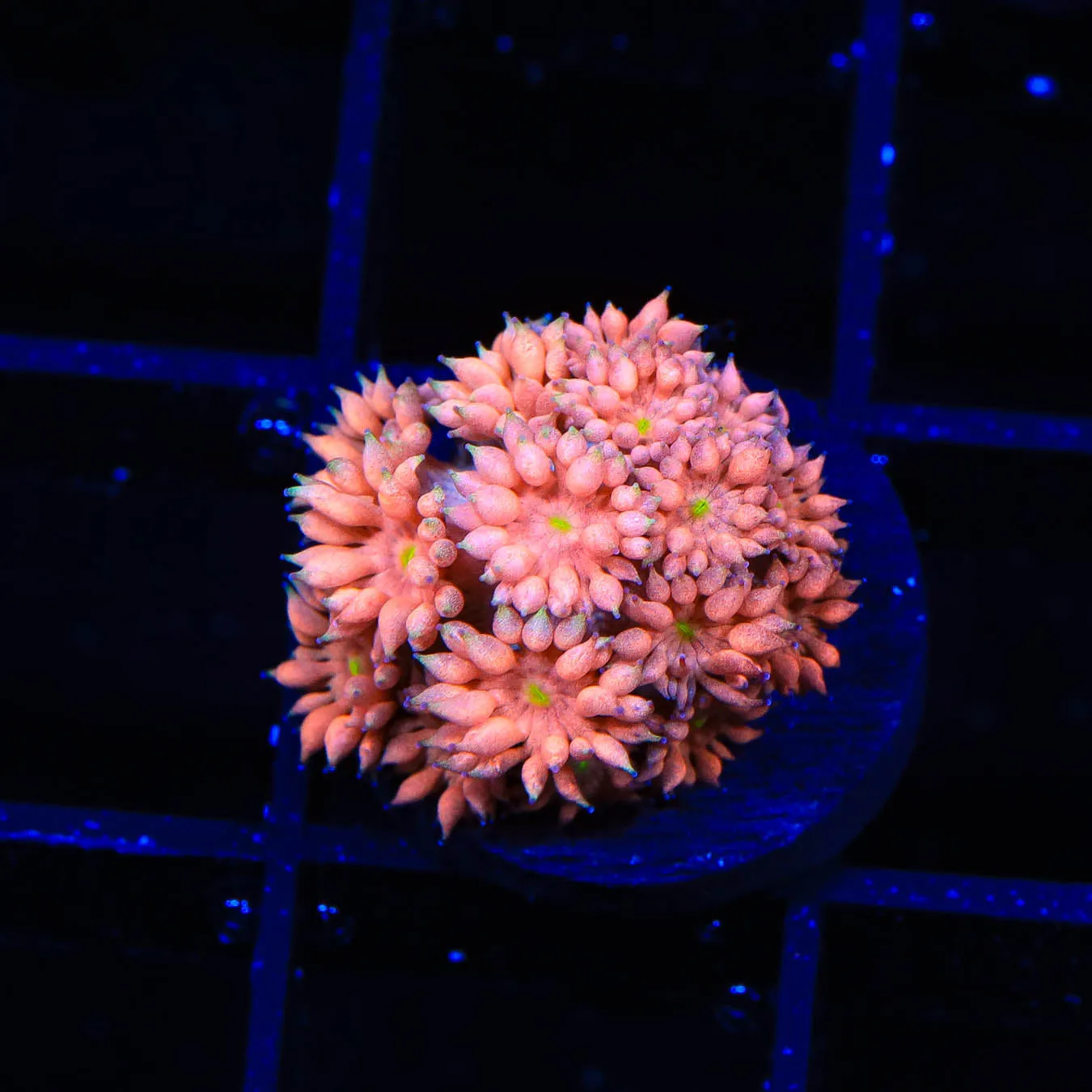 TSA Yellow Eye Goniopora Coral