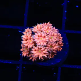 TSA Yellow Eye Goniopora Coral