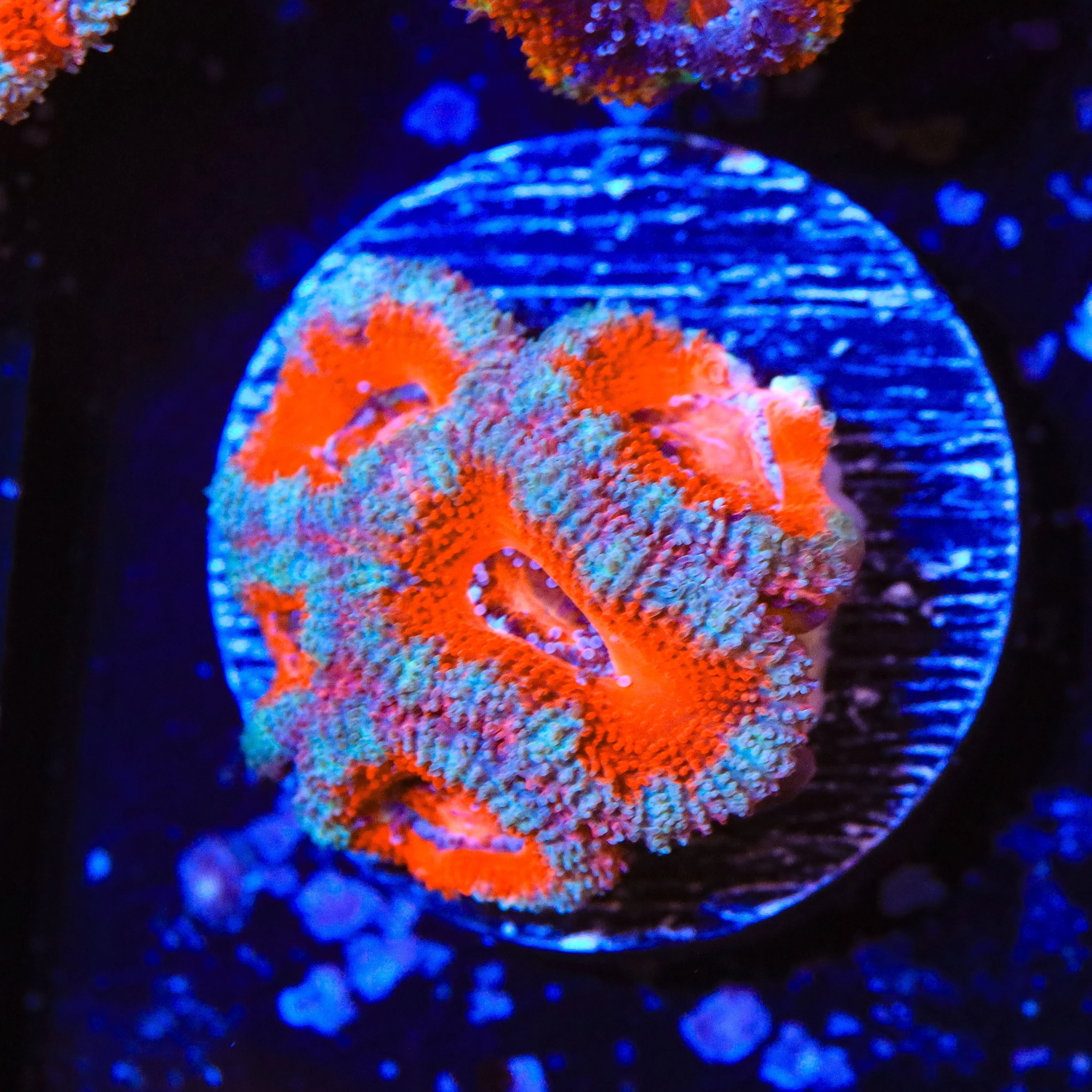 Ultra Acan Coral - BYR