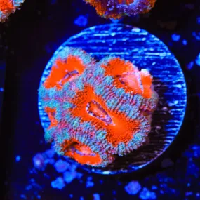 Ultra Acan Coral - BYR